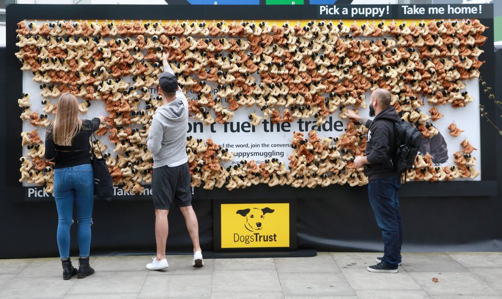 Dogs Trust Billboard Covered With Plush Toys